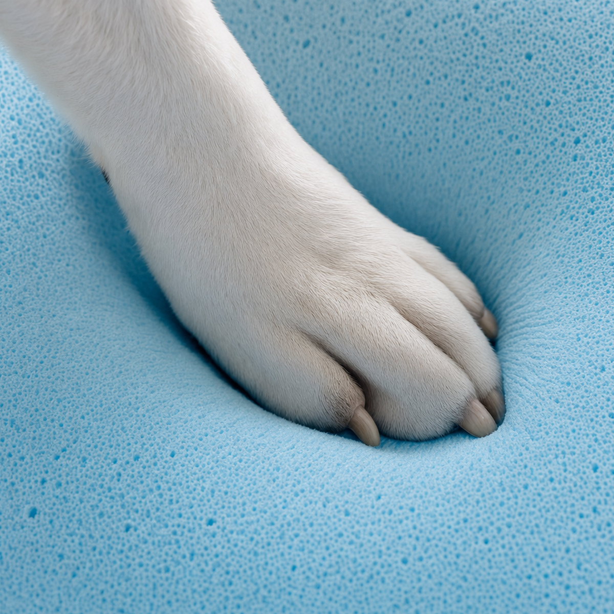 La patte du chien s'enfonce dans le couchage, qui amortit son appui