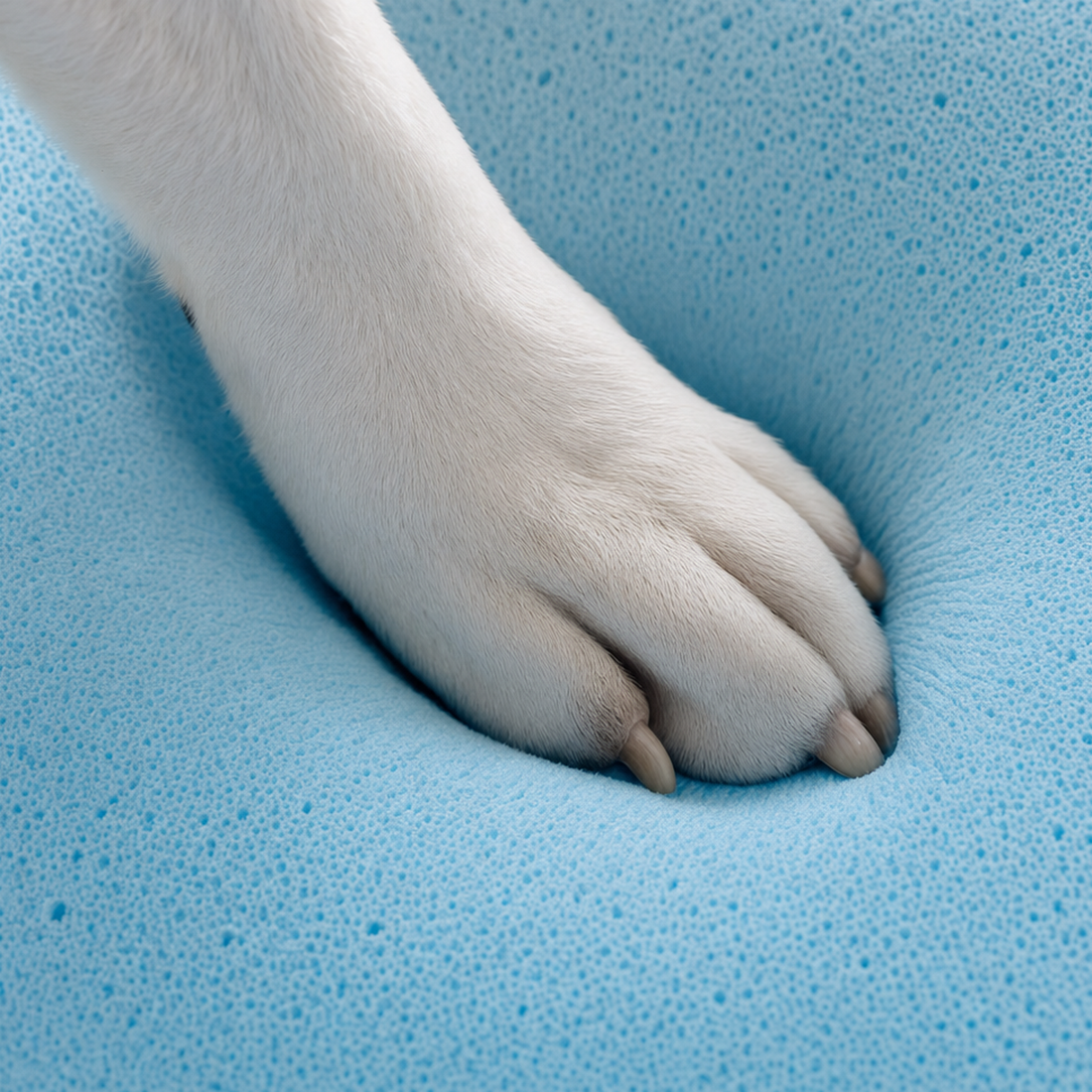 La patte du chien s'enfonce dans la mousse, qui amortit son appui