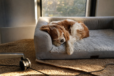 Un chien endormi sur son matelas, chez lui