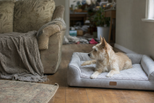 Un chien couché sur son matelas, chez lui